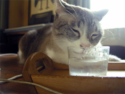 水飲む時って目を閉じるよね ネコ族